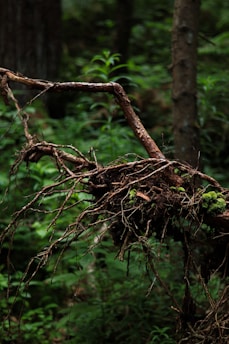 a bird is standing on a branch in the woods