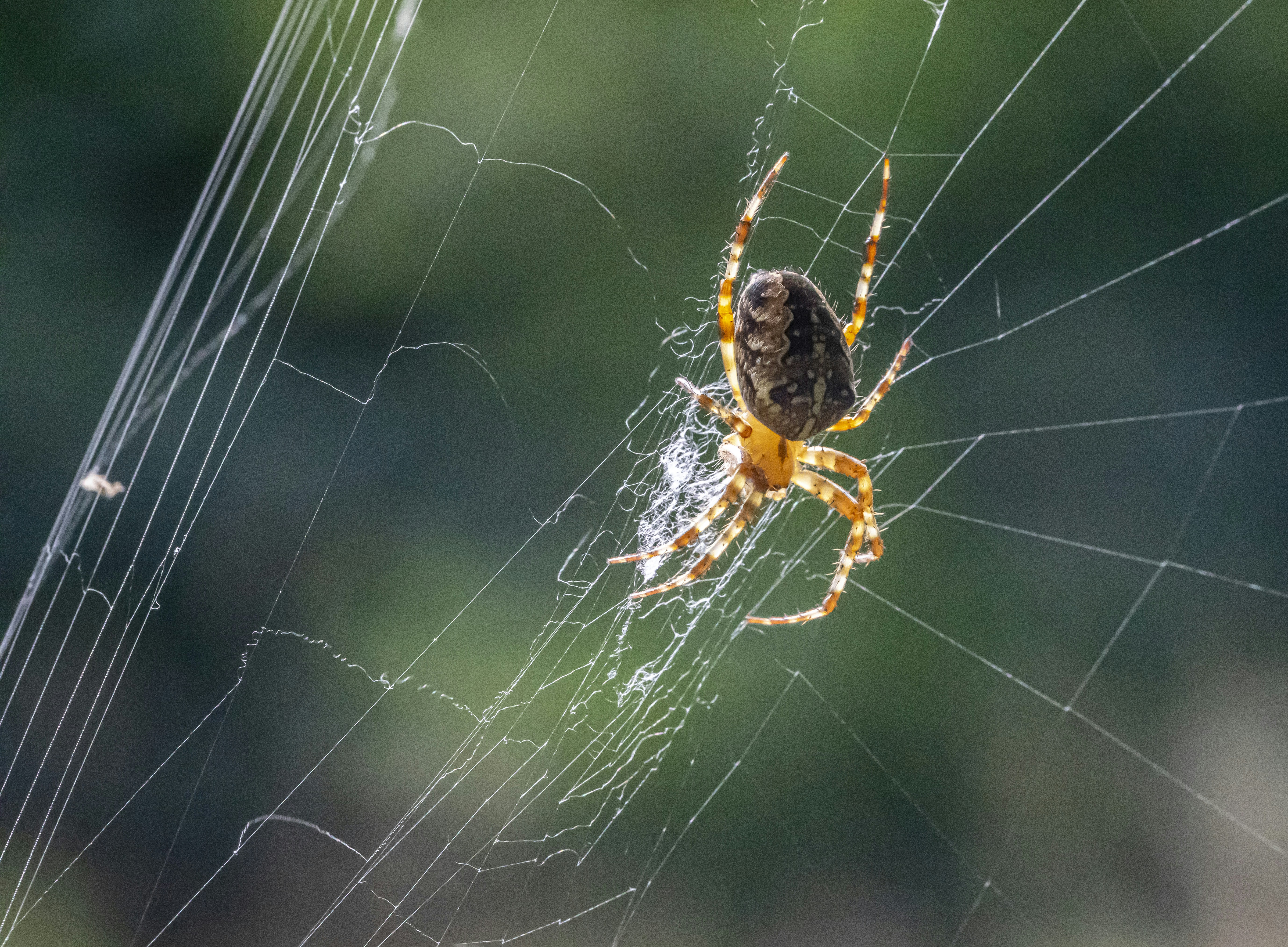 Photo by erik_karits