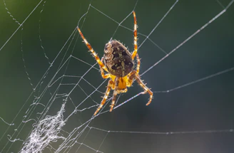 a close up of a spider on a web