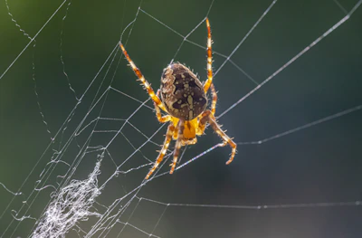 a close up of a spider on a web