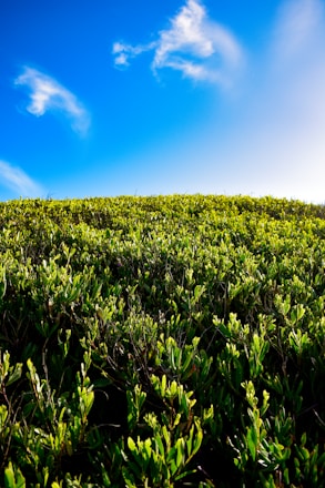 A vibrant green turf field under a clear blue sky.