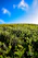 A vibrant green field under a clear sky, showing healthy crops growing in rich soil.