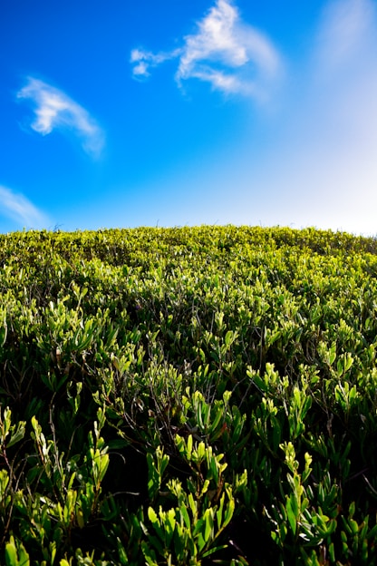 A vibrant field of green crops under a clear blue sky.