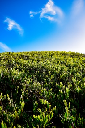 A vibrant green field with lush vegetation stretching towards the horizon under a clear blue sky with scattered fluffy clouds.