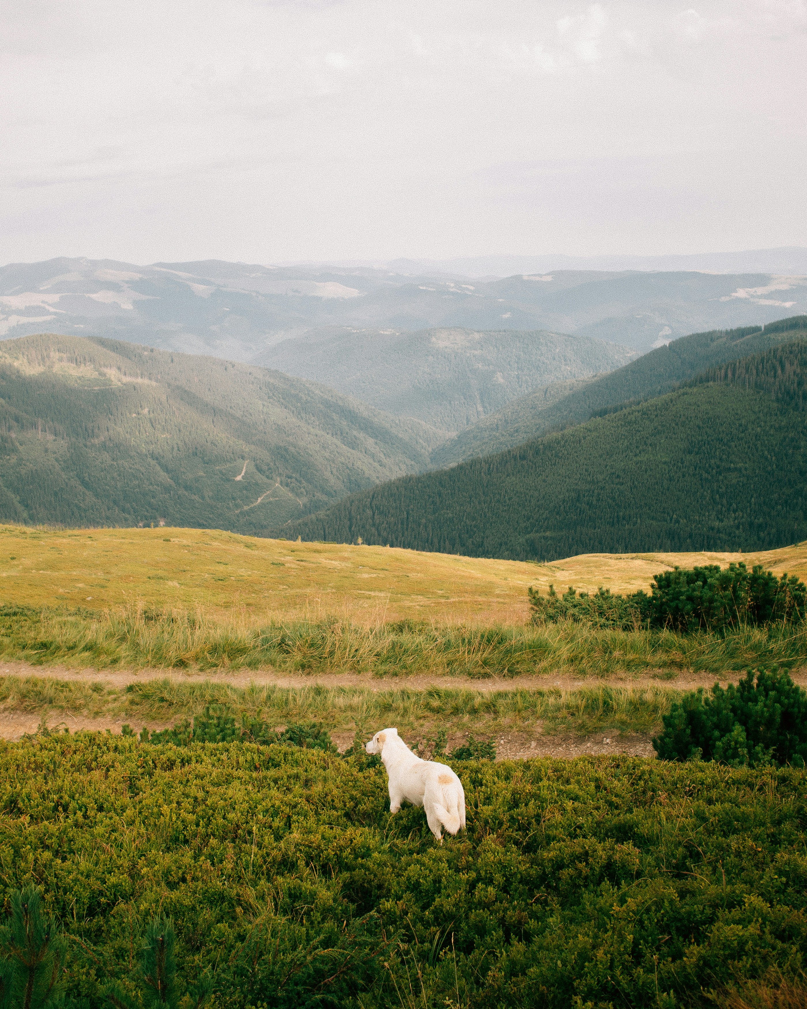 Un caballo blanco parado en la cima de una exuberante ladera verde