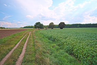 A rural landscape featuring a dirt path running parallel to a field of young crops. The path divides a green, grassy area from a tilled, brown field. Several trees are scattered in the distance, backed by a dense forest under a partly cloudy sky.