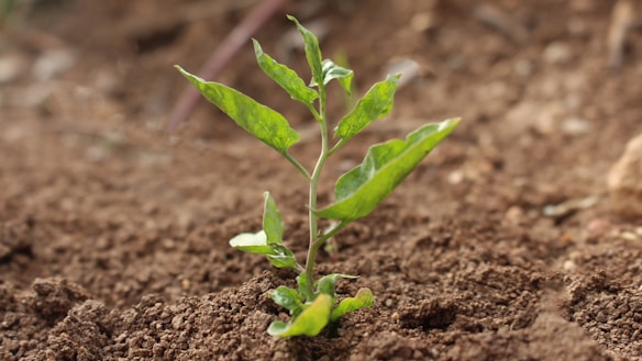 A young green plant with elongated leaves is growing in fertile brown soil. The focus is on the plant, with the background slightly blurred, highlighting its vibrant, fresh appearance.