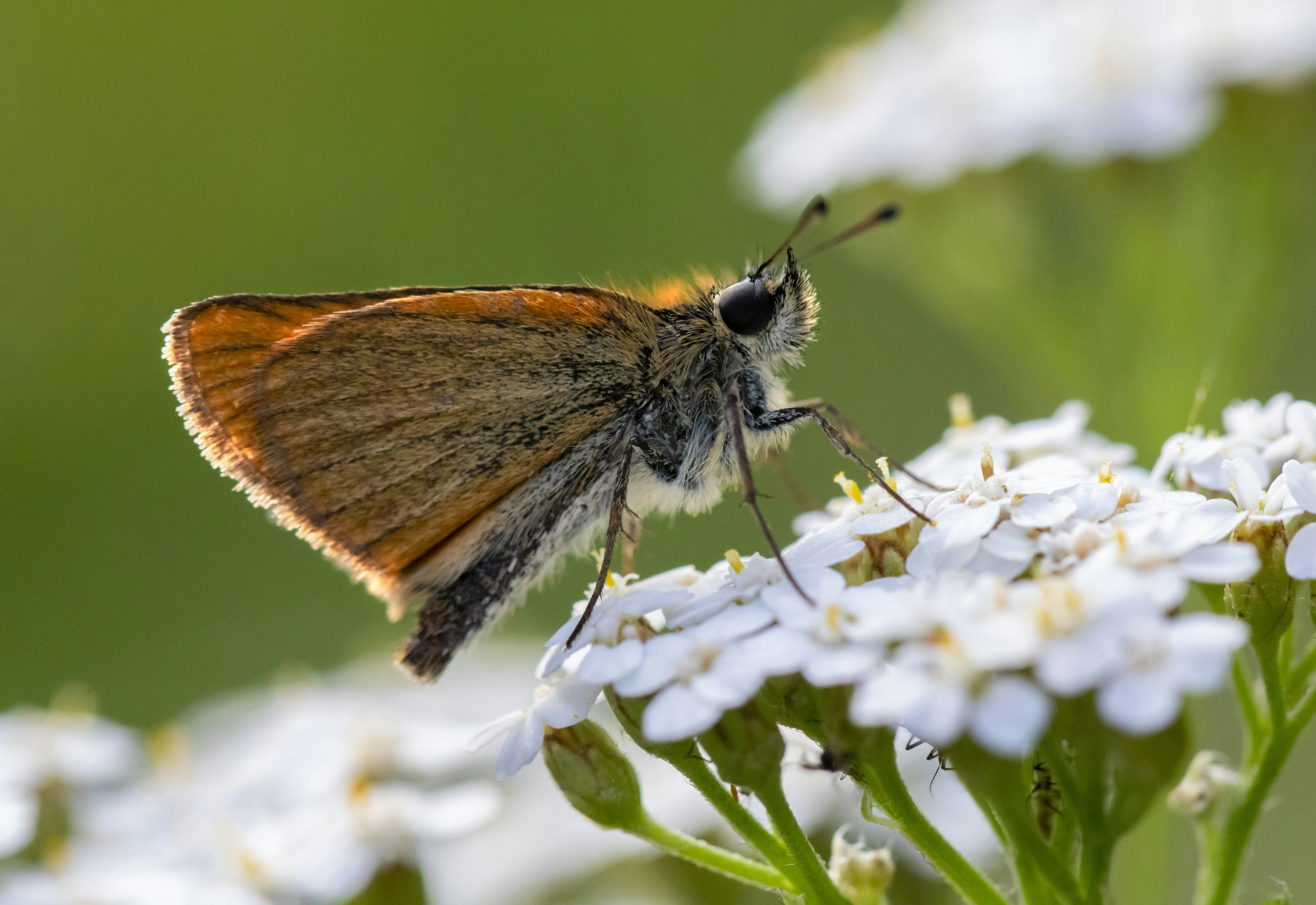 Photo by erik_karits