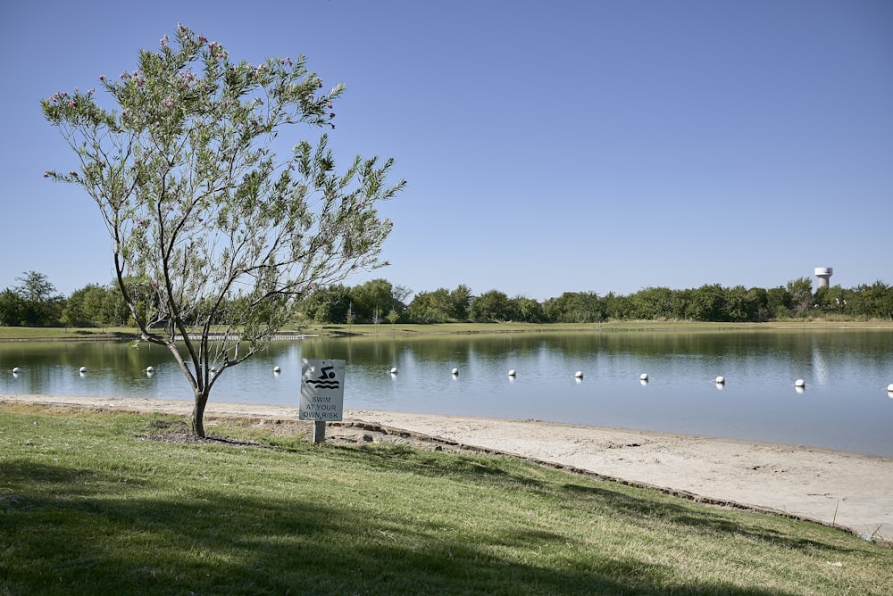 a tree near a body of water on a sunny day