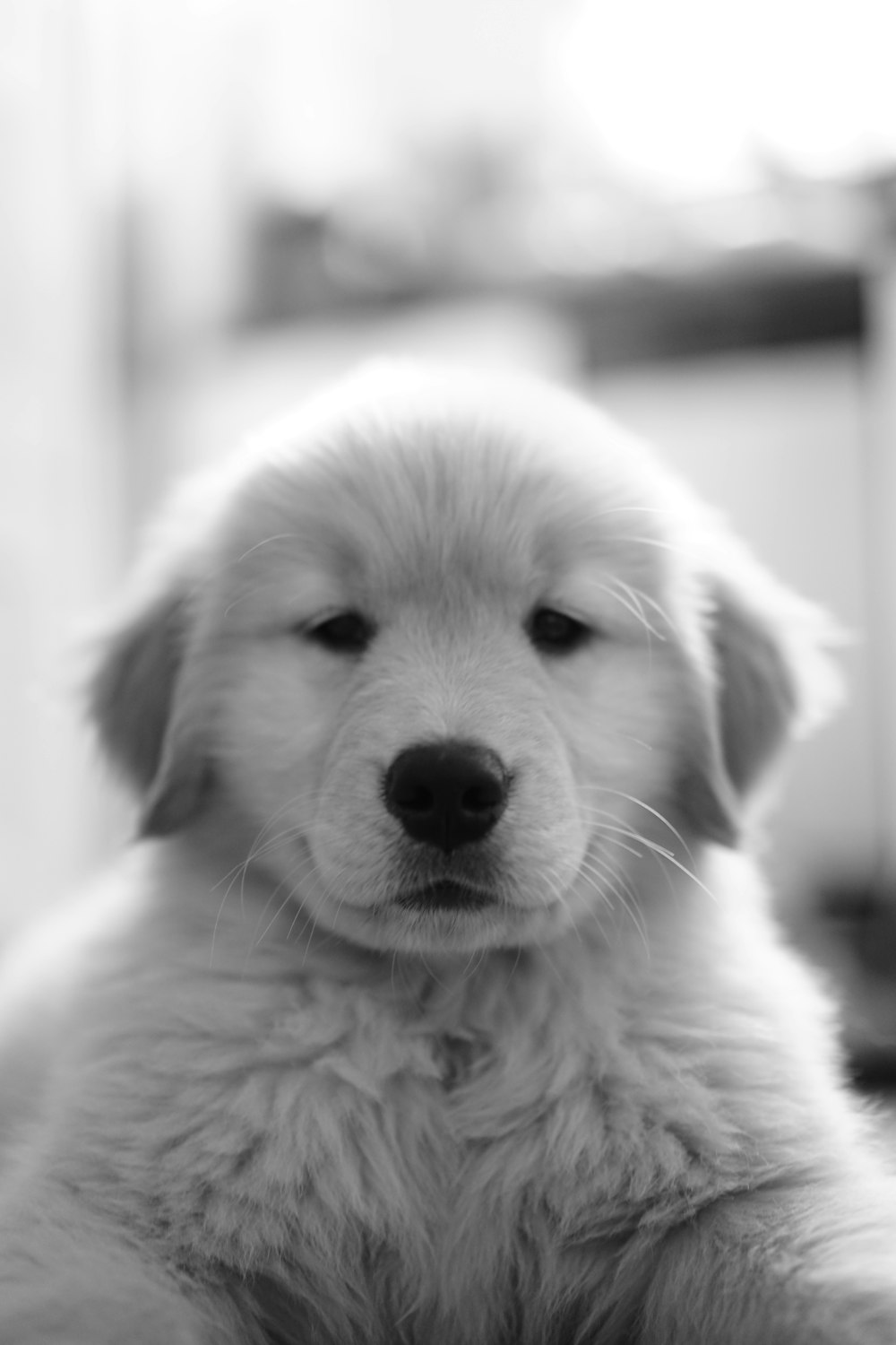 uma foto em preto e branco de um filhote de cachorro