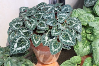 Rare aroid species displayed in a rustic wooden pot, highlighting unique leaf patterns.