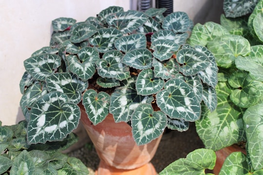 Rare aroid species displayed in a rustic wooden pot, highlighting unique leaf patterns.