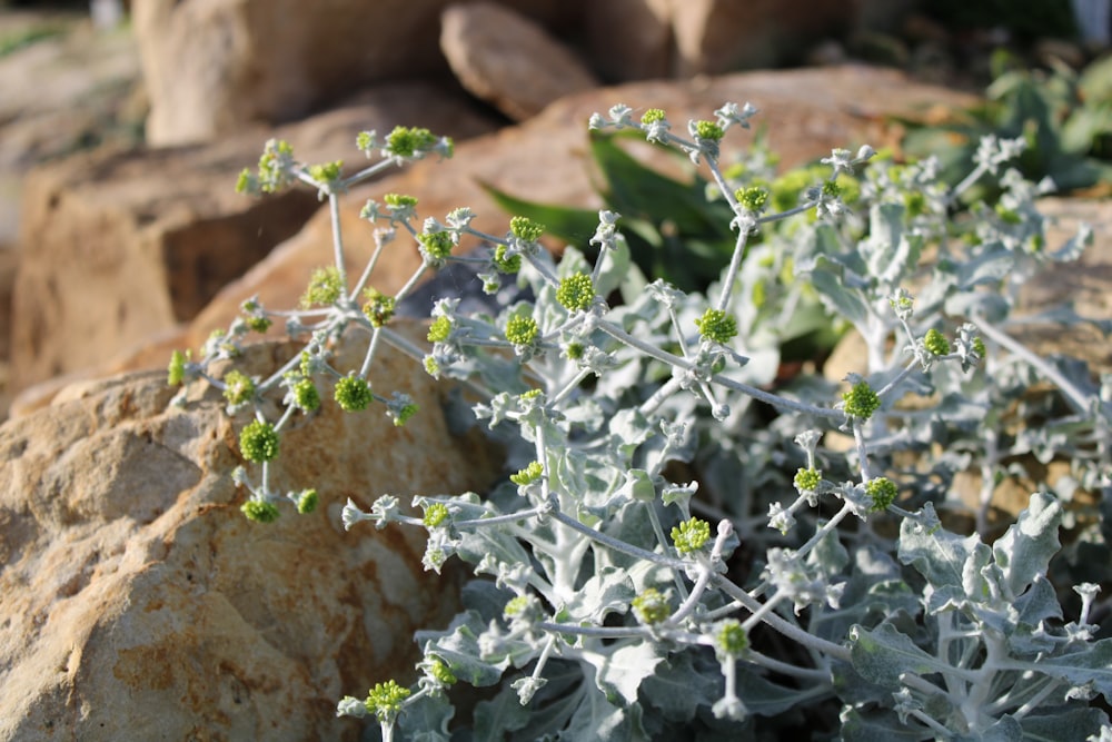 a close up of a plant on a rock