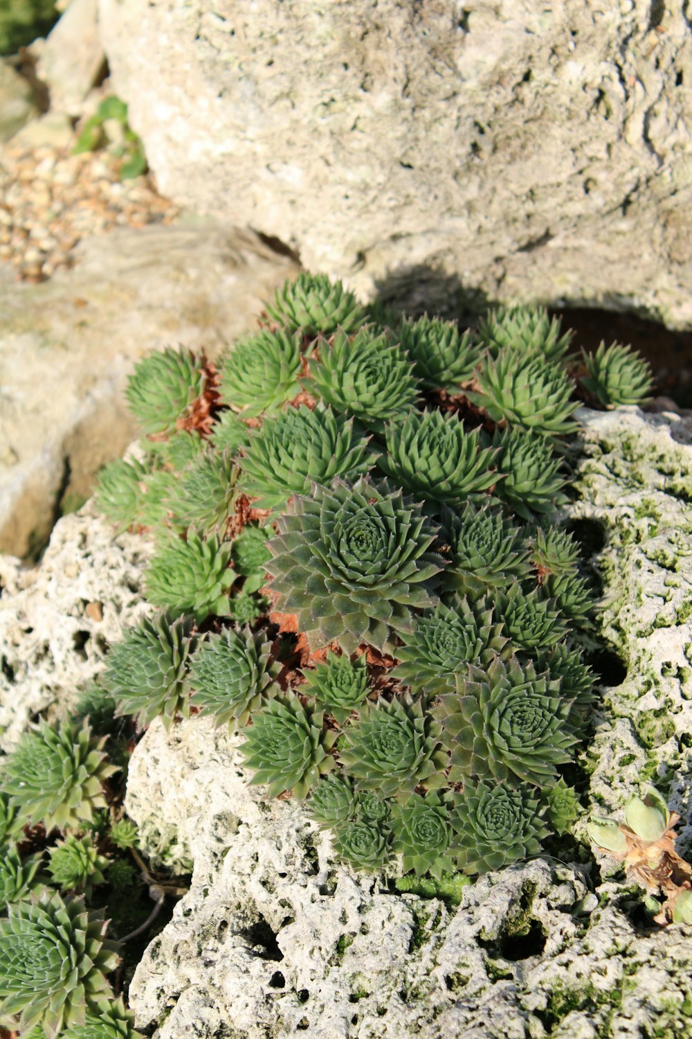 a close up of a plant on a rock