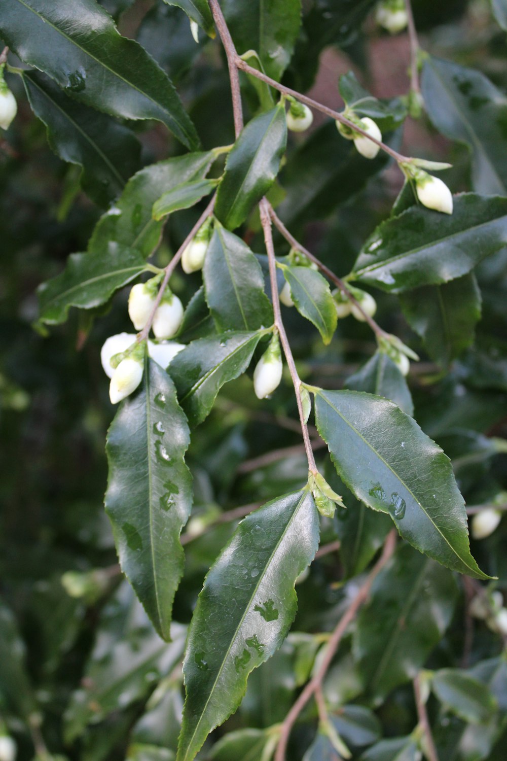 a close up of a tree with leaves and flowers