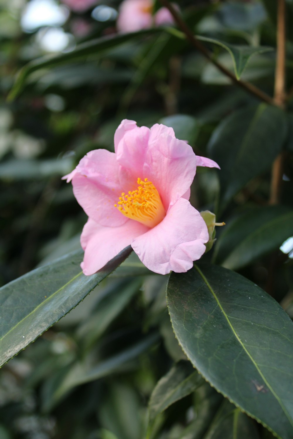a pink flower with a yellow center on a tree
