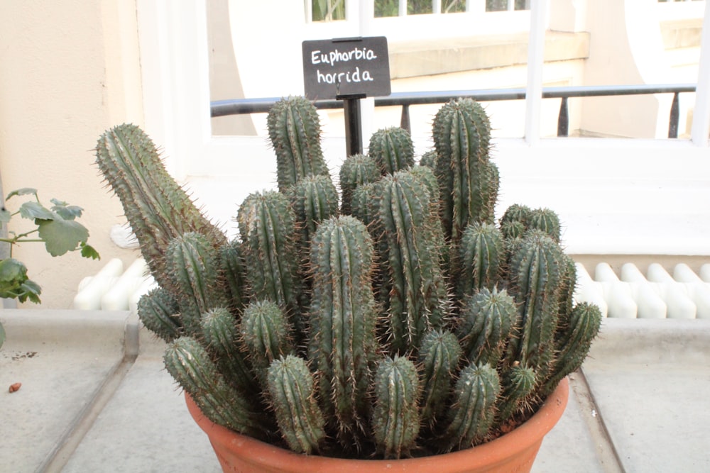 a cactus in a pot with a sign on it