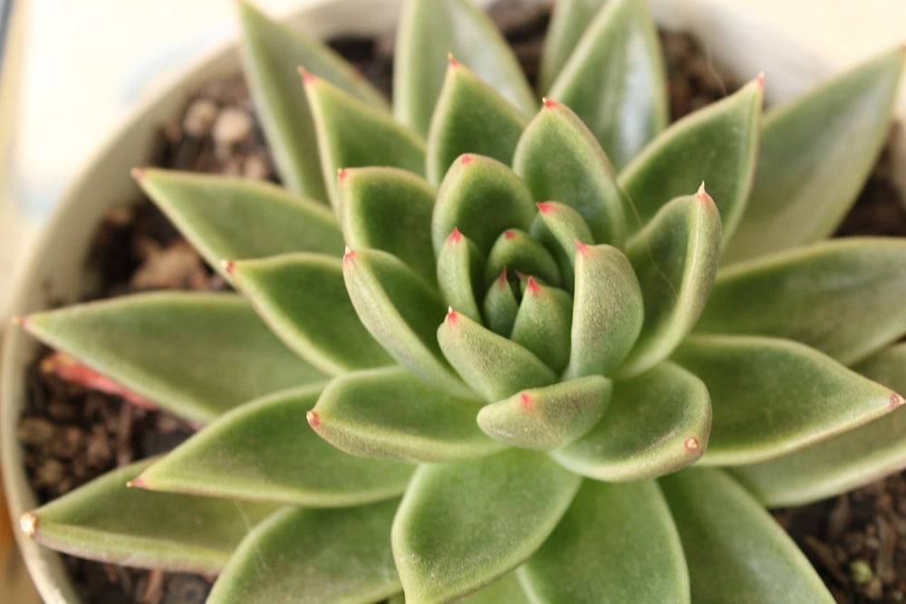 a close up of a plant in a pot