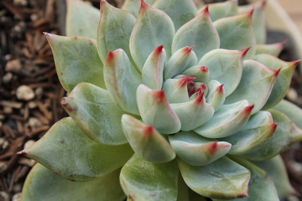 a close up of a plant in a pot