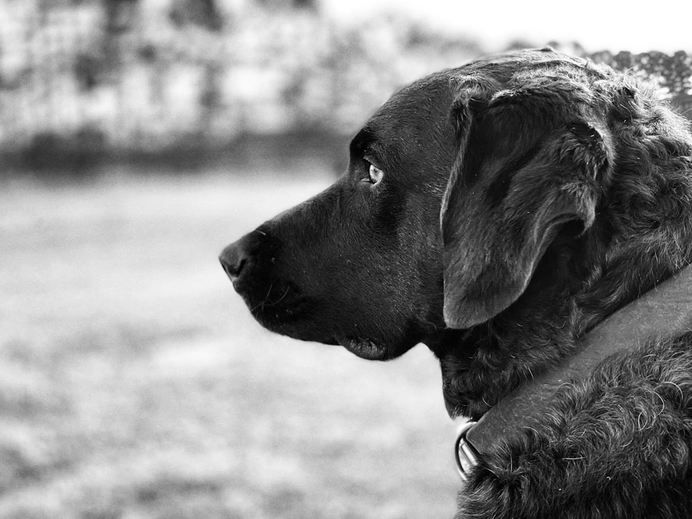 Une photo en noir et blanc d’un chien
