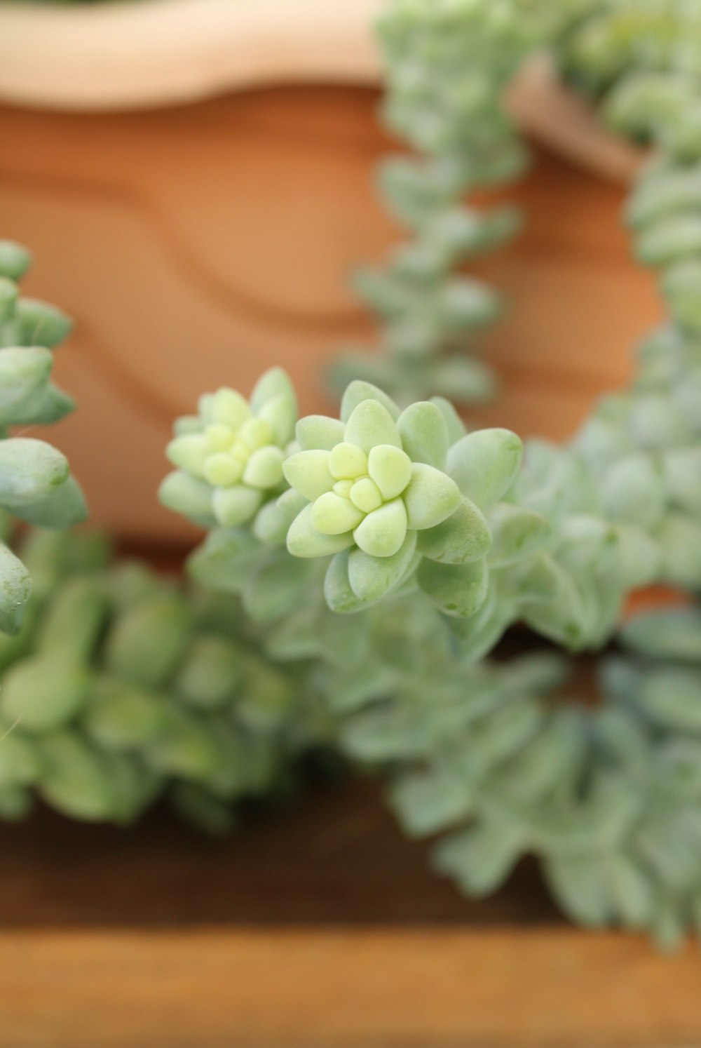 a close up of a plant with green leaves