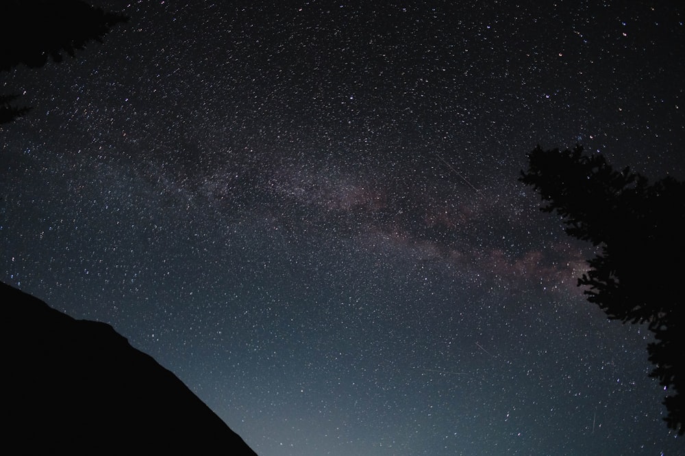 the night sky with stars and trees in the foreground