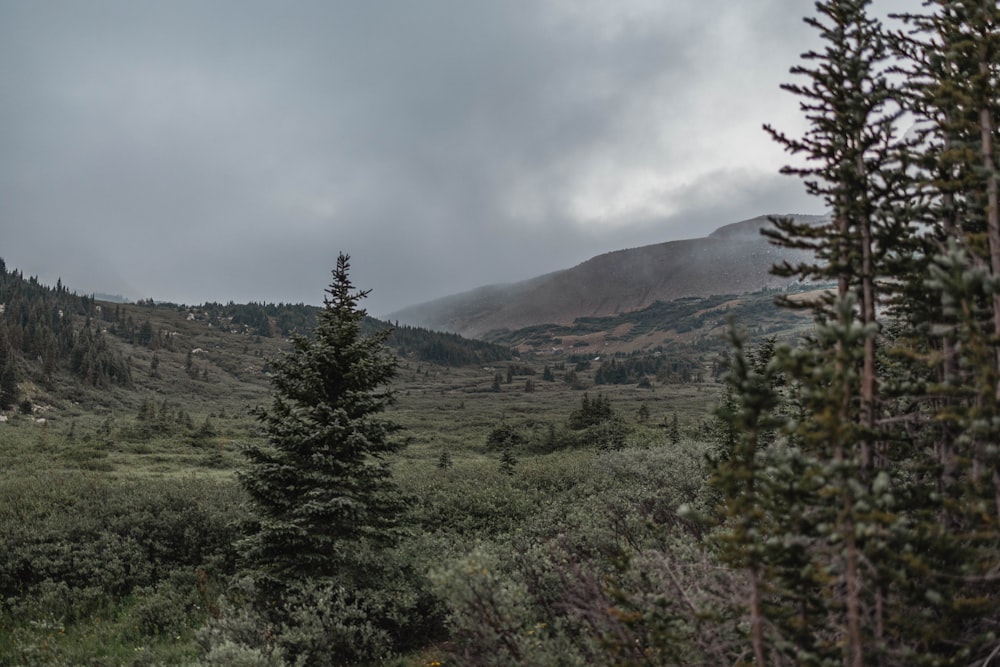 a field with trees and a mountain in the background