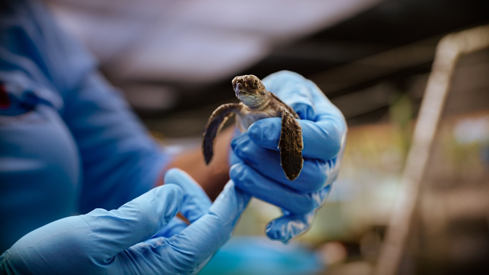 a person in blue gloves holding a small turtle