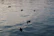 Ducks flying low over calm Tampa Bay waters during an early morning hunt.