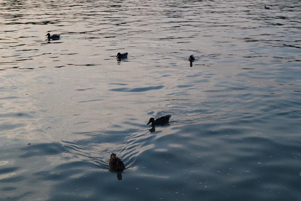 a group of ducks floating on top of a lake