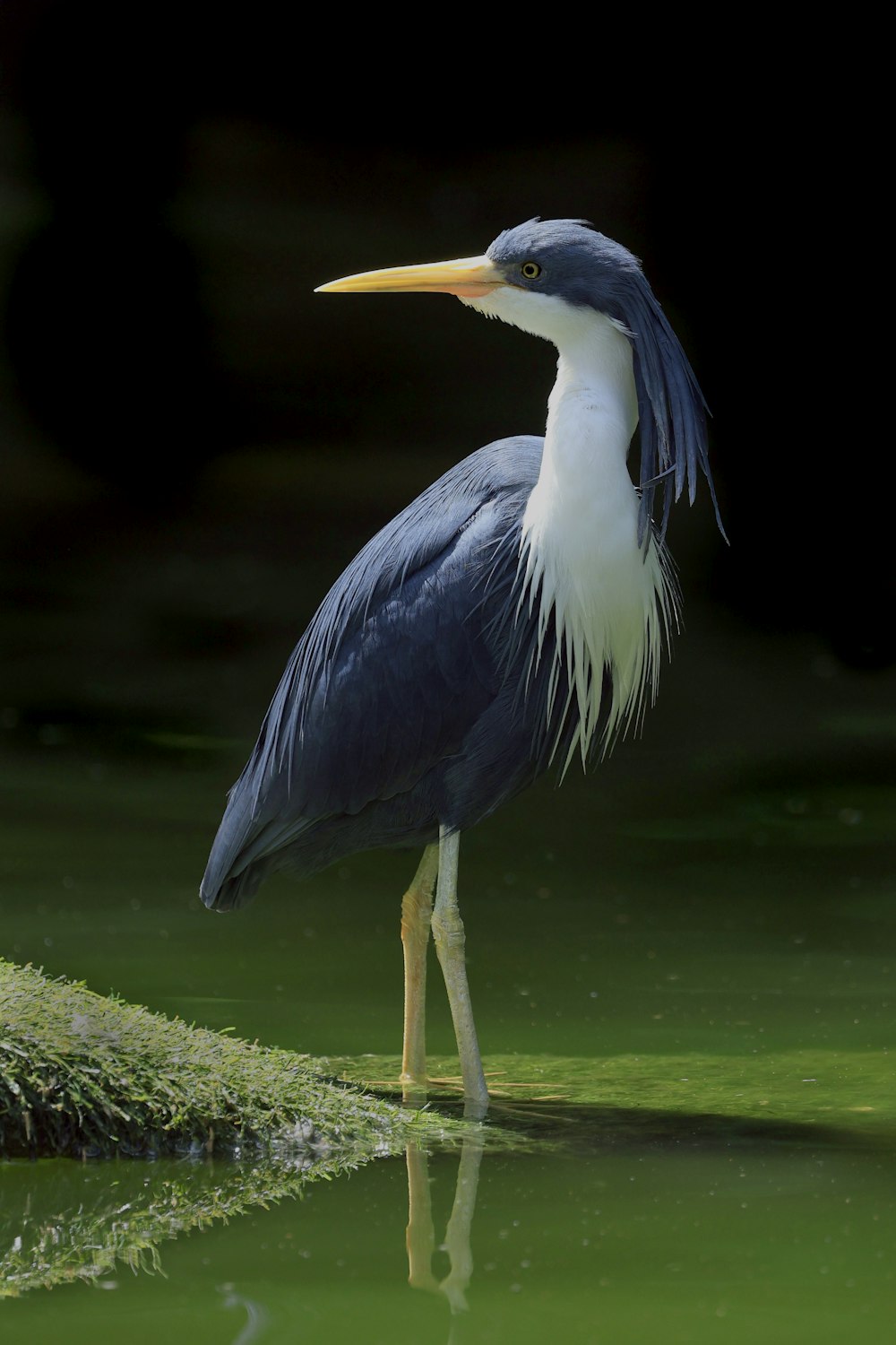 a blue and white bird is standing in the water