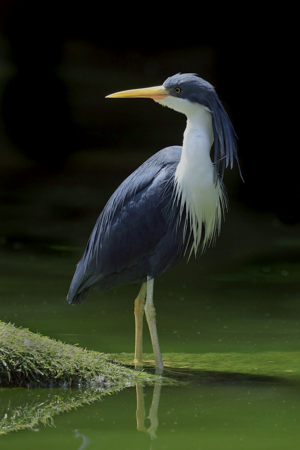 Un pájaro azul y blanco está parado en el agua