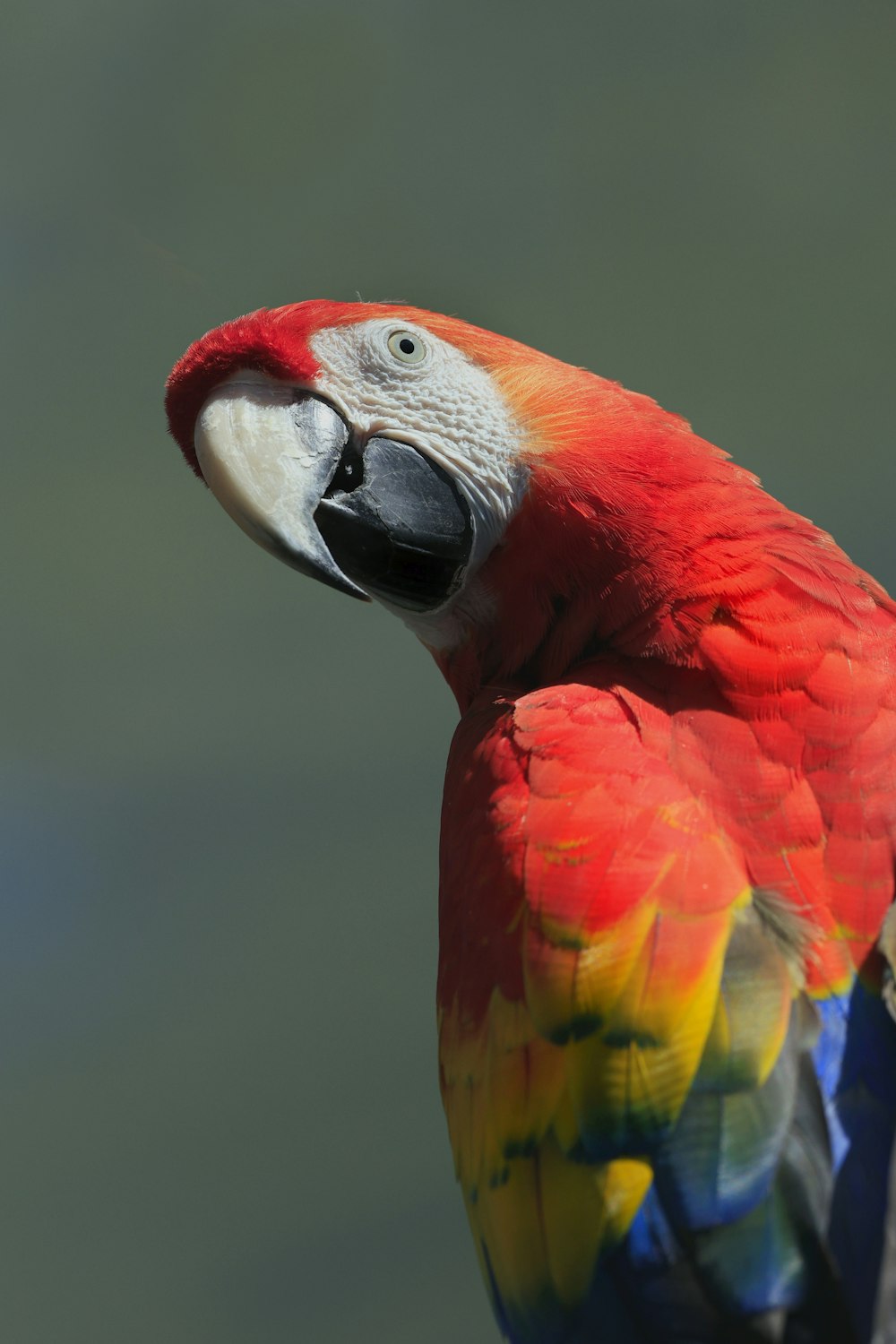 Un loro rojo y amarillo está encaramado en una rama