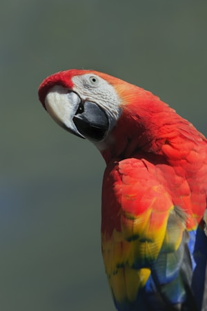 A vibrant macaw with striking red, yellow, and blue plumage is prominently featured against a soft green background. The bird's beak is large and curved, and its expression is alert and inquisitive.