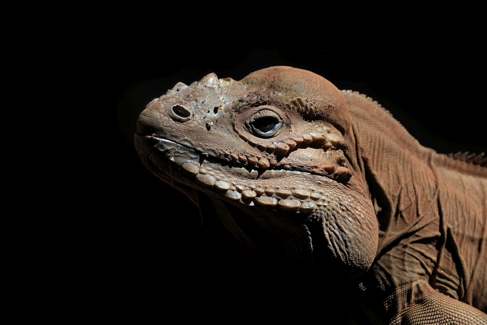 a close up of a lizard on a black background