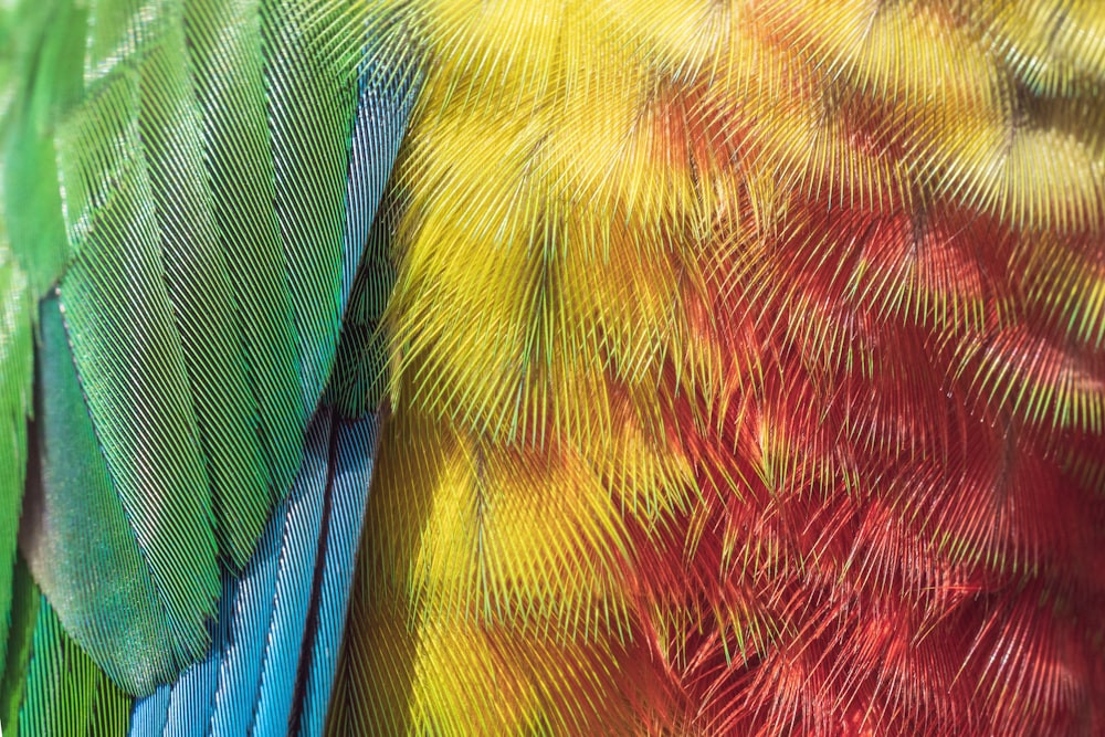 um close up das penas de um pássaro colorido