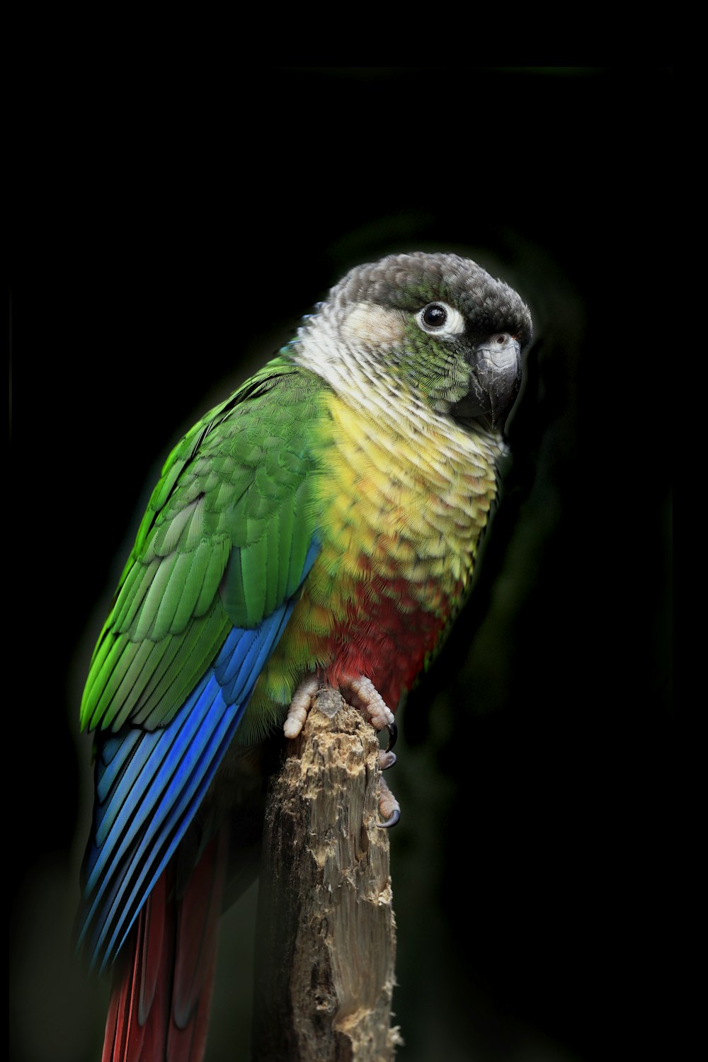 um pássaro colorido empoleirado em cima de um pau de madeira