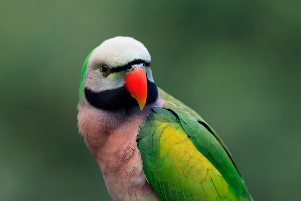 a close up of a colorful bird on a branch