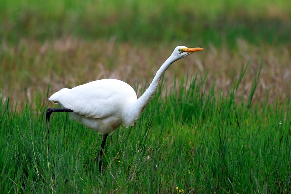 a white bird with a long neck standing in tall grass