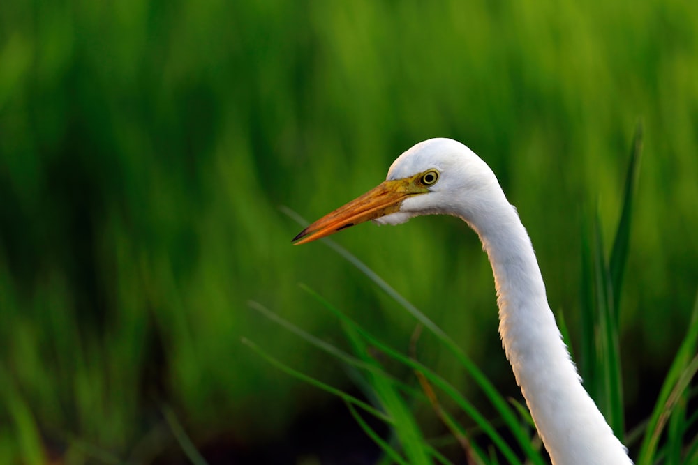 a white bird with a long neck standing in tall grass