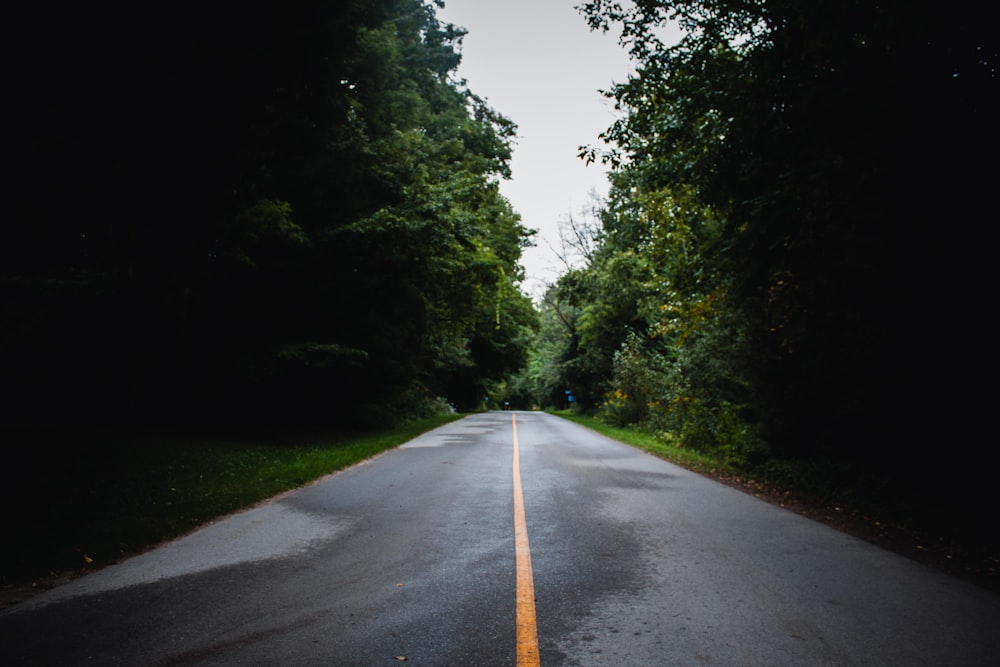 an empty road in the middle of a forest