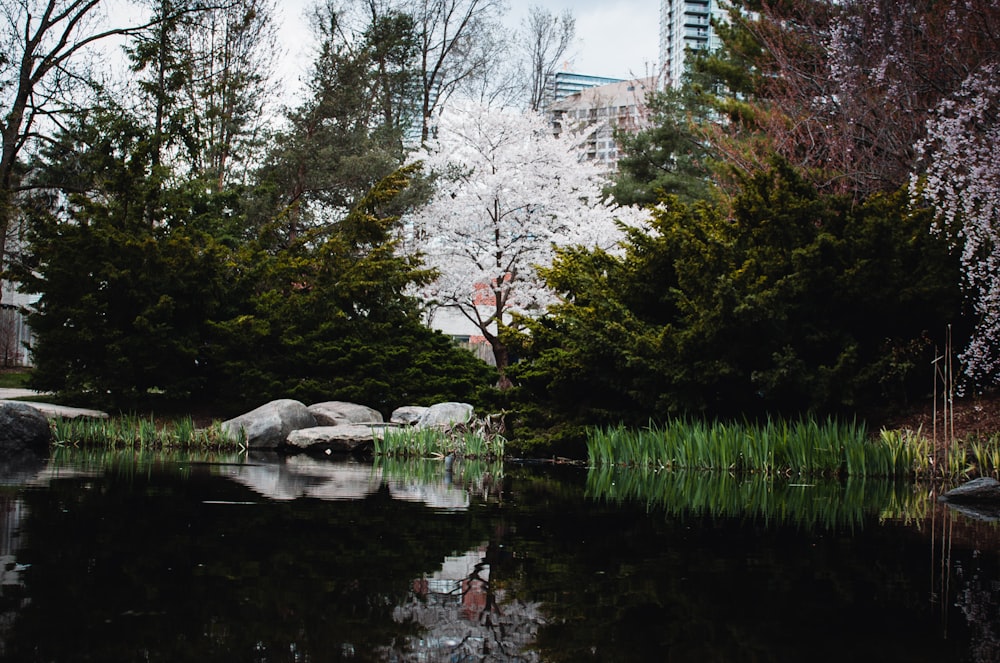 a body of water surrounded by trees and rocks