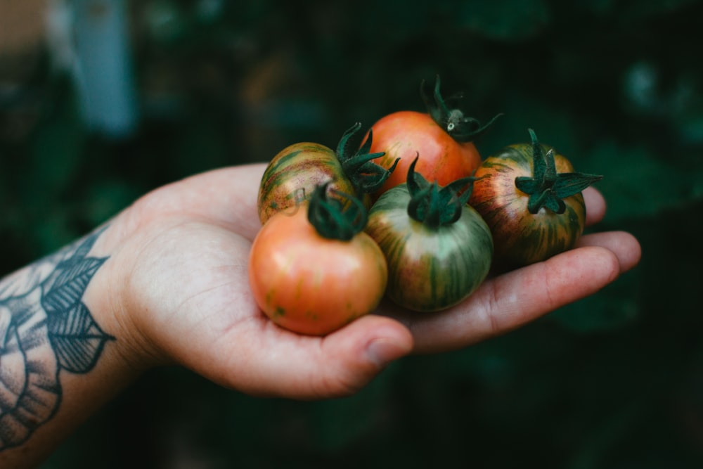 a person holding five tomatoes in their hand