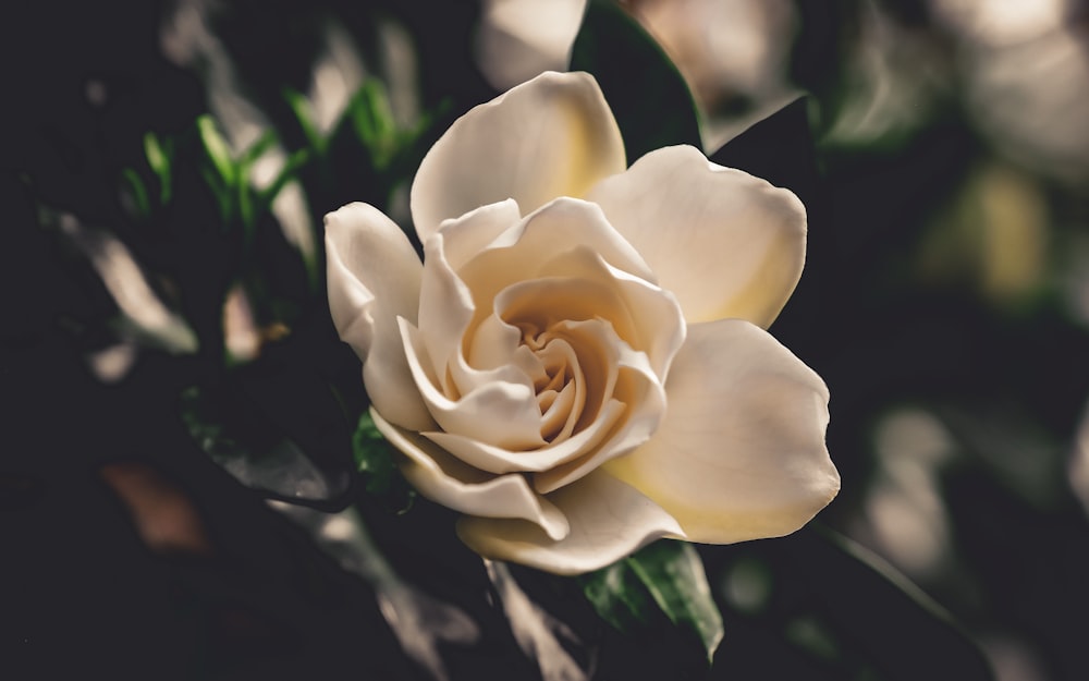 a close up of a white flower with green leaves