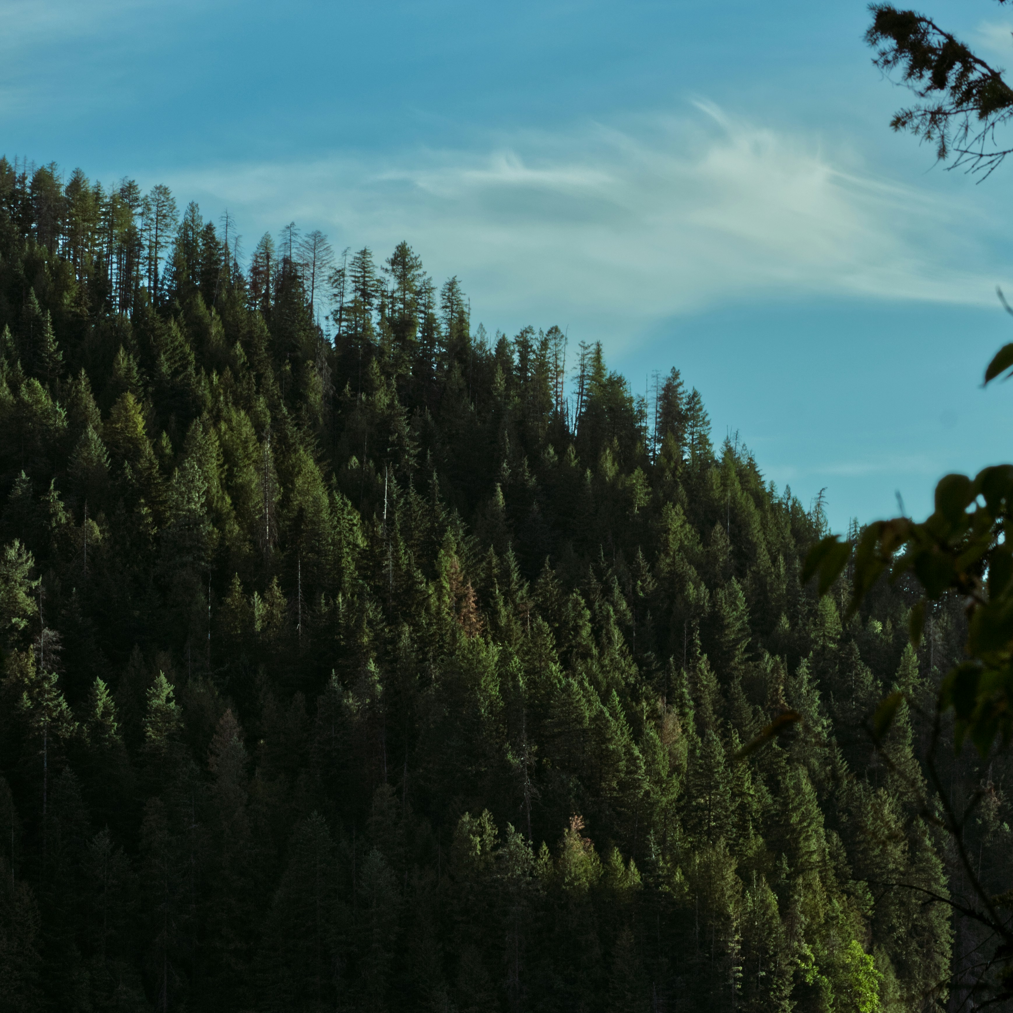 a plane flying over a lush green forest