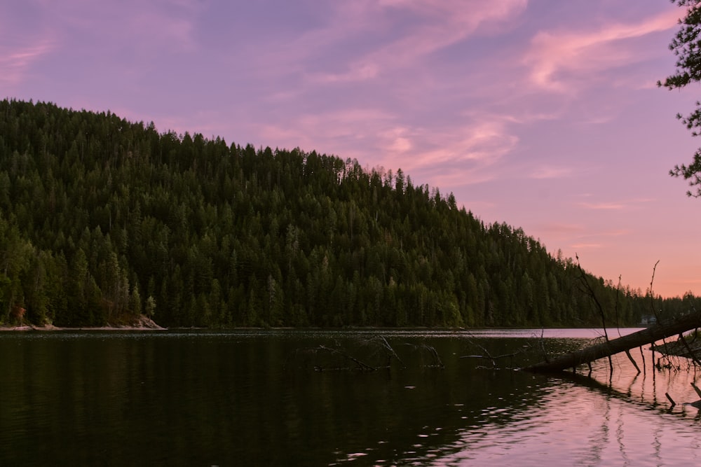 a large body of water surrounded by a forest