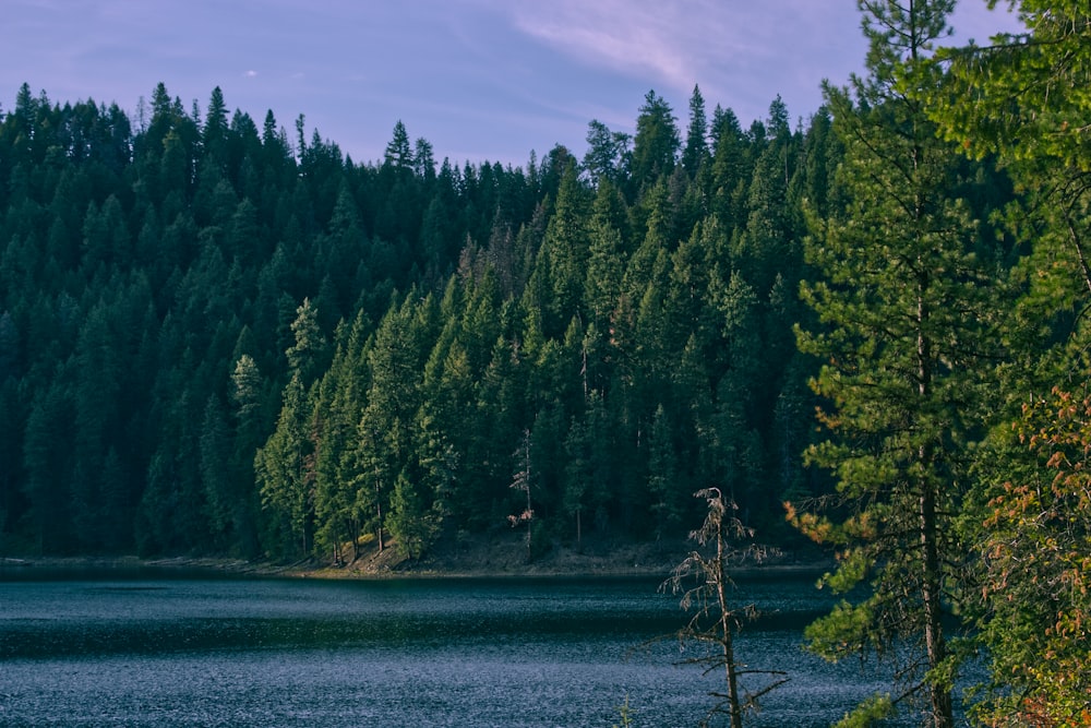 a large body of water surrounded by trees