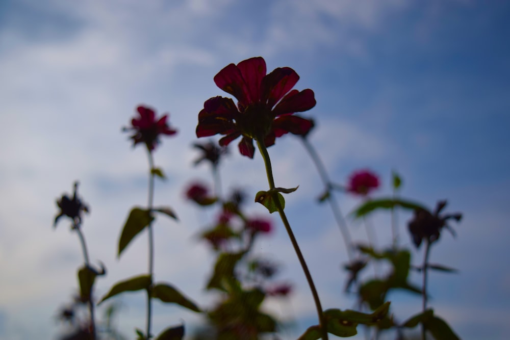 a close up of a flower with a sky in the background