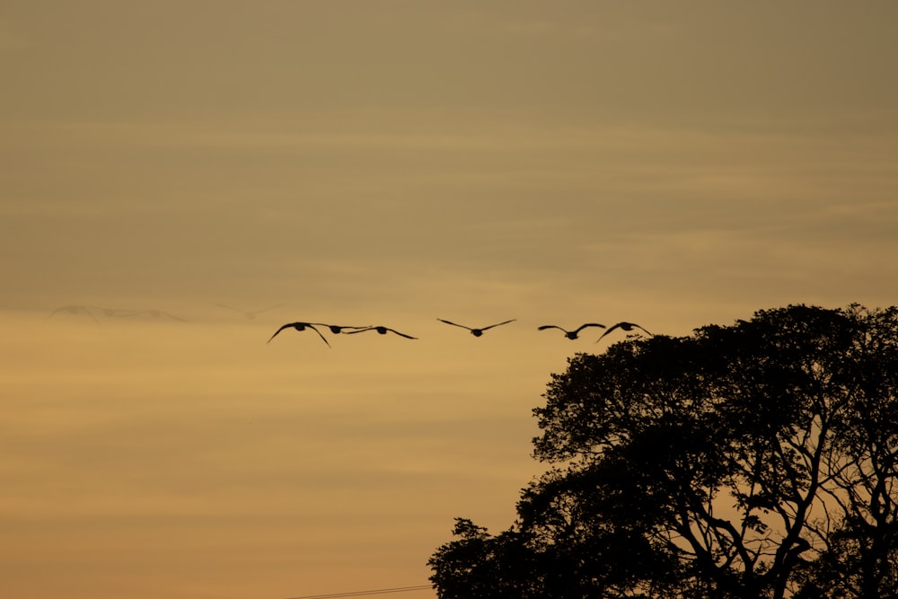 a flock of birds flying over a tree