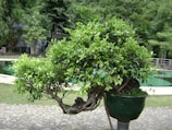 A well-manicured bonsai tree in a green pot, set on a stone pathway. The tree is surrounded by a lush garden with tall trees in the background and a small pond nearby.